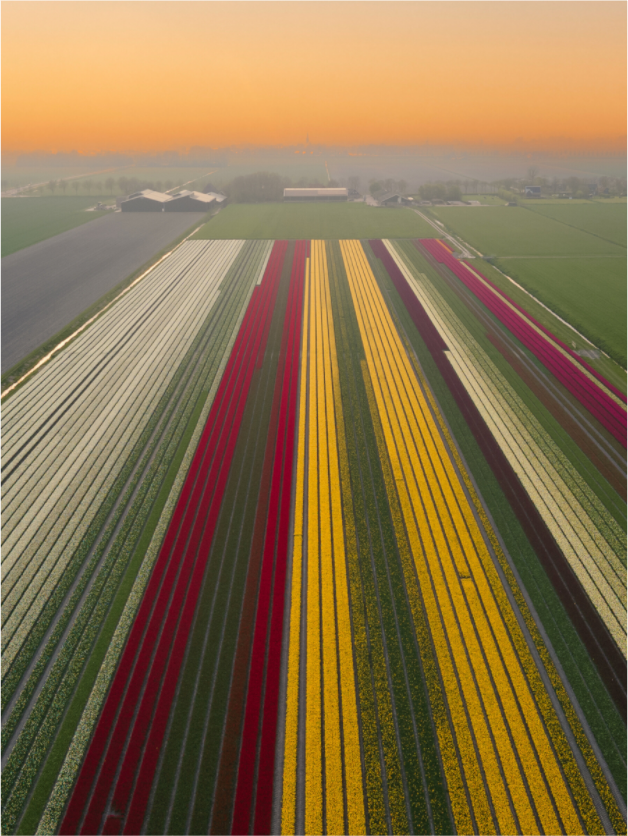 Main image Tulip Mania Netherlands