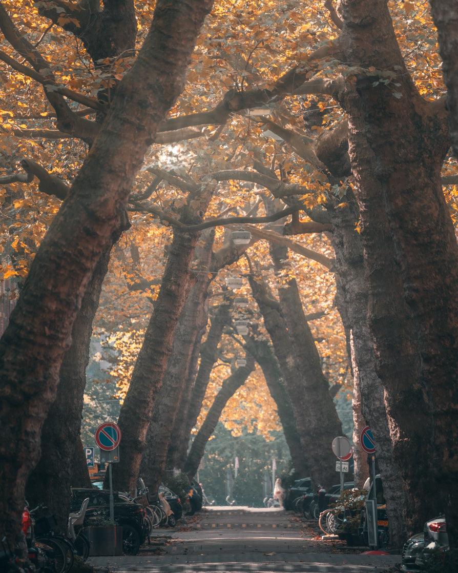 Autumn in Lomanstraat | Amsterdam - Etem Visuals