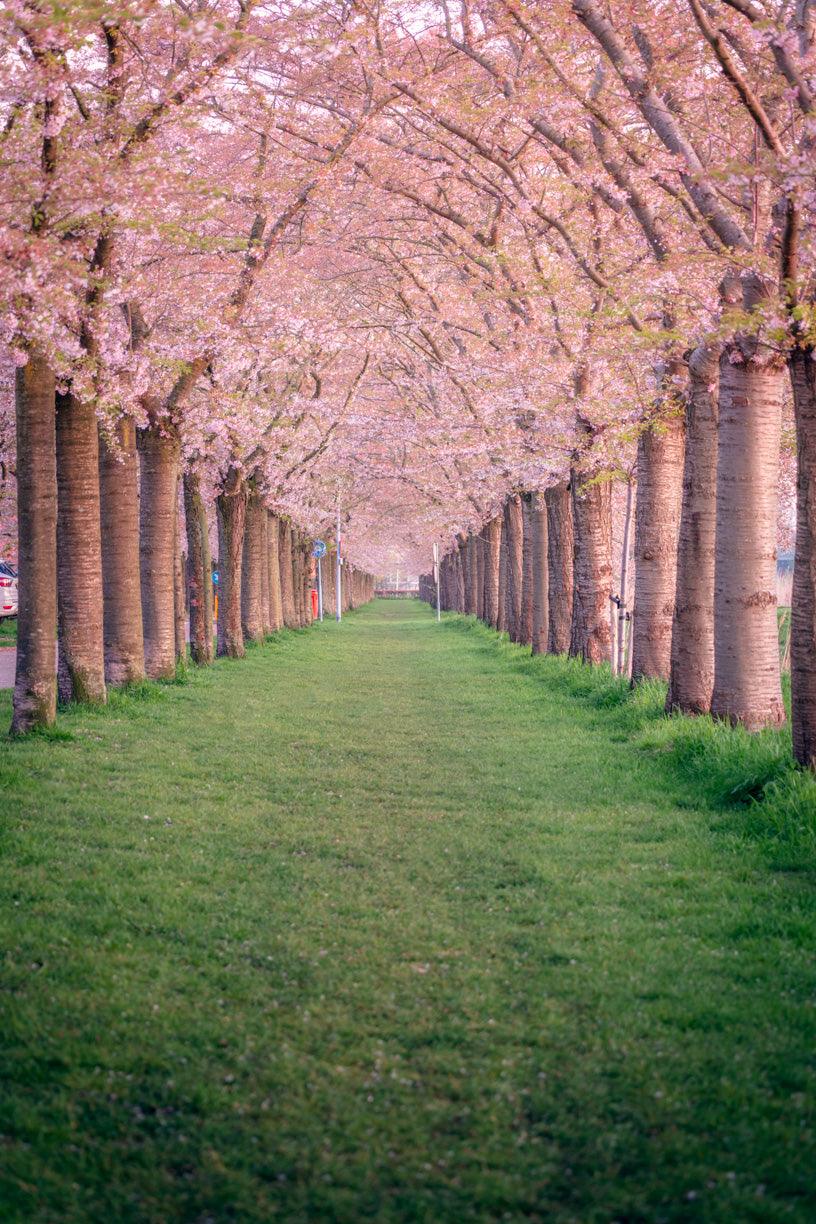 Cherry Blossoms in Almere | Netherlands - Etem Visuals