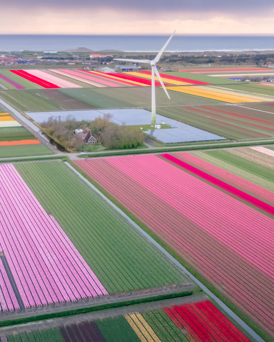 Etem Visuals - Colourful Tulip Gardens | Netherlands