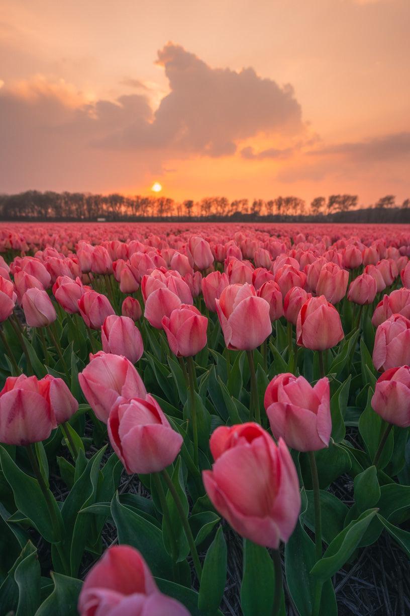 Dreamy Pink Tulips | Netherlands - Etem Visuals