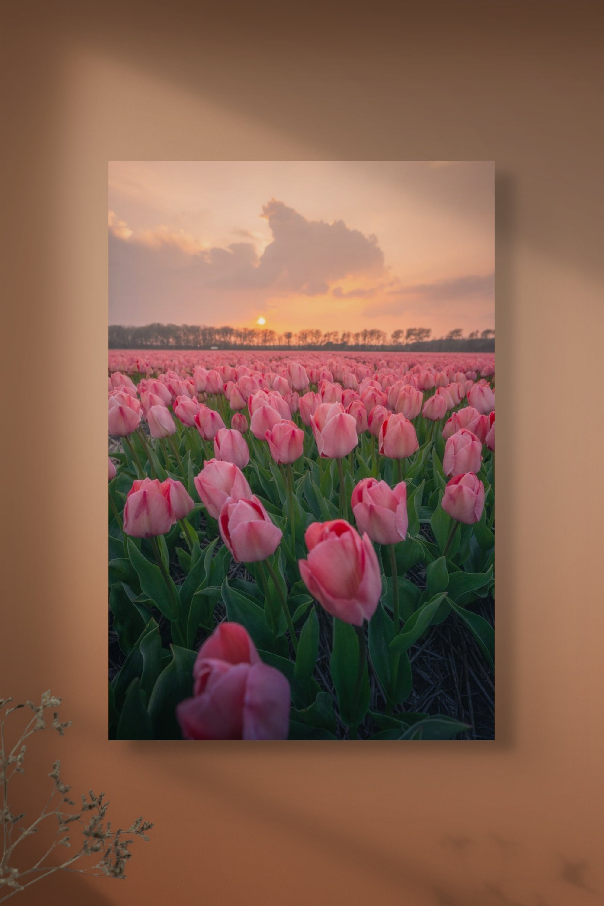 EtemVisuals-Dreamy-Pink-Tulips