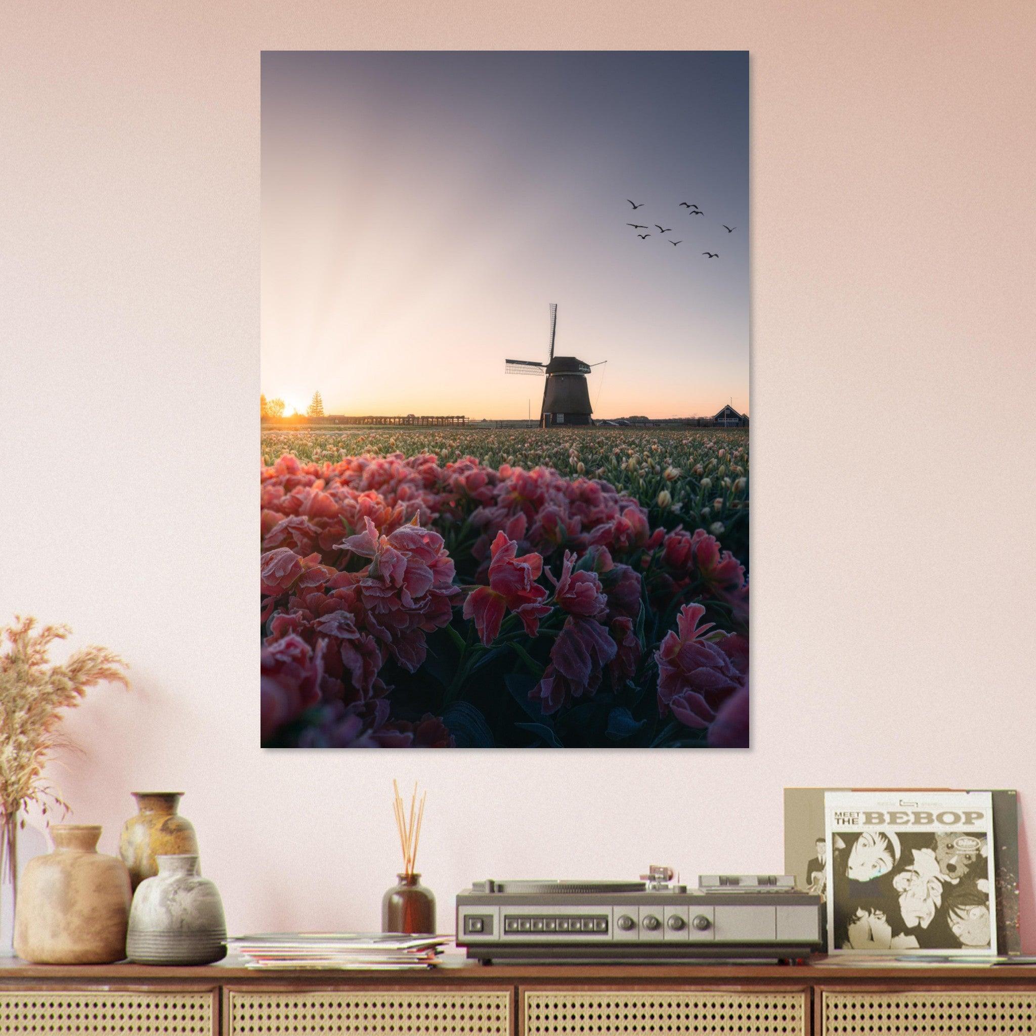 Frozen Tulips | Netherlands - Etem Visuals