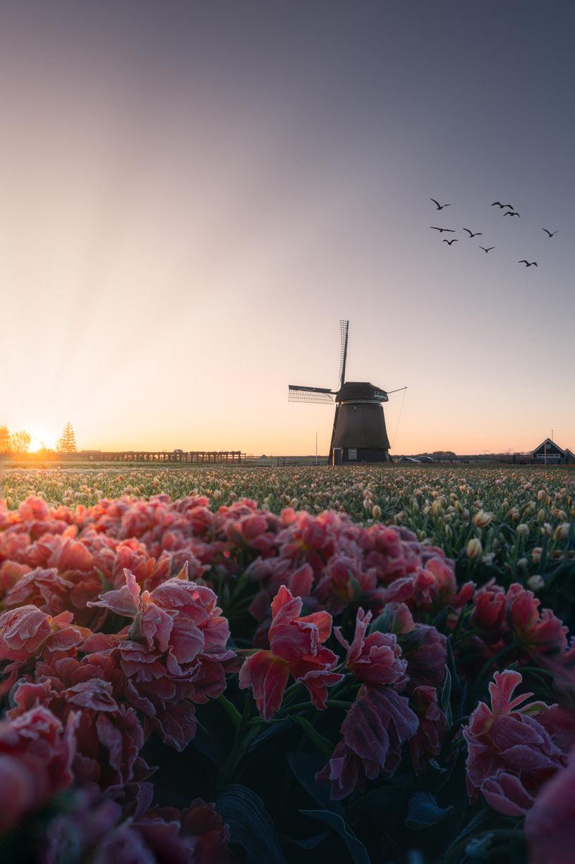 Frozen Tulips | Netherlands - Etem Visuals