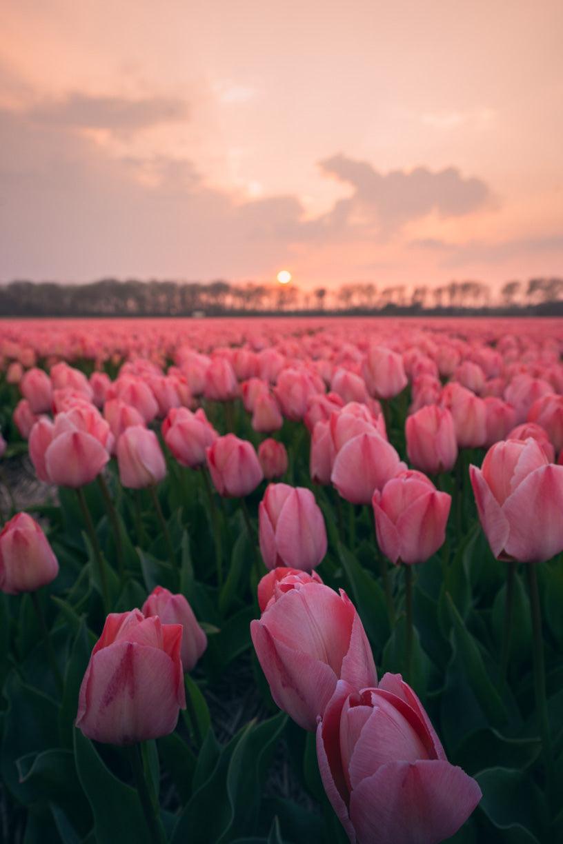 Pink Dreams | Netherlands - Etem Visuals