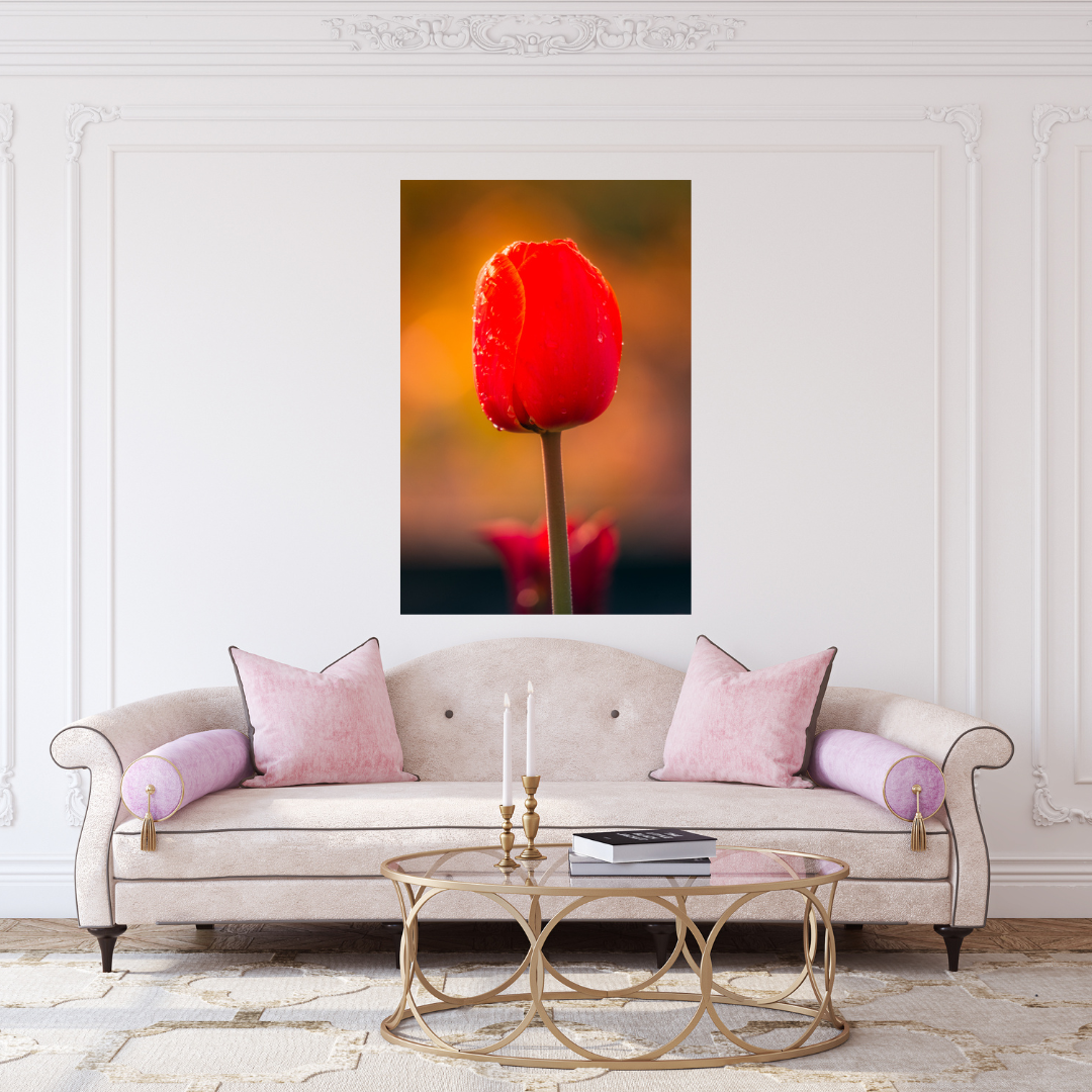 Etem Visuals - Red Tulip with Dewdrops | Netherlands