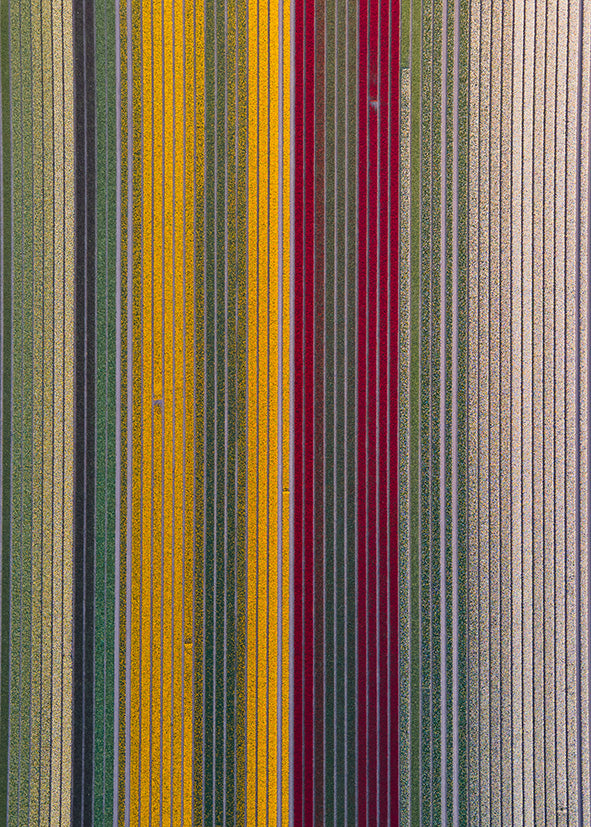 The Tulip Carpet | Netherlands - Etem Visuals
