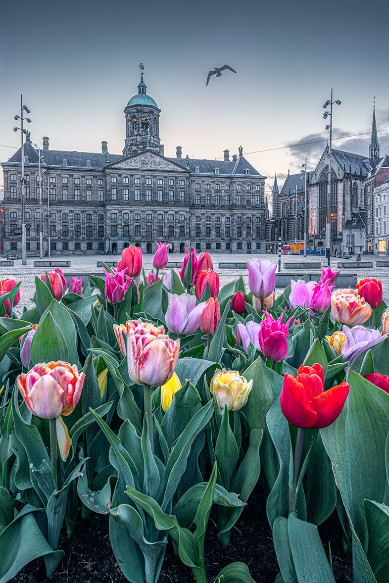 Tulips Square - II | Amsterdam - Etem Visuals