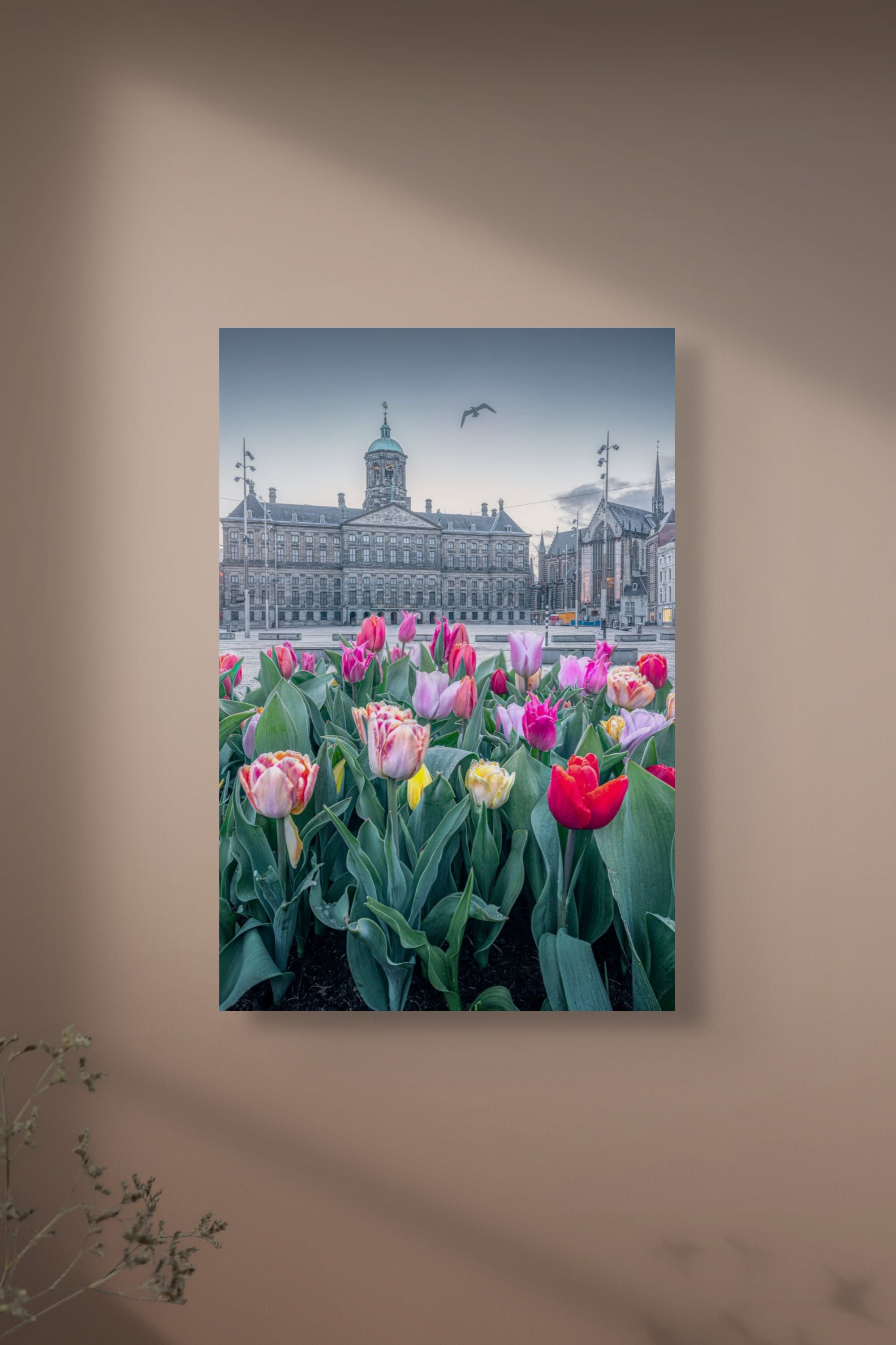 Tulips Square - II | Amsterdam