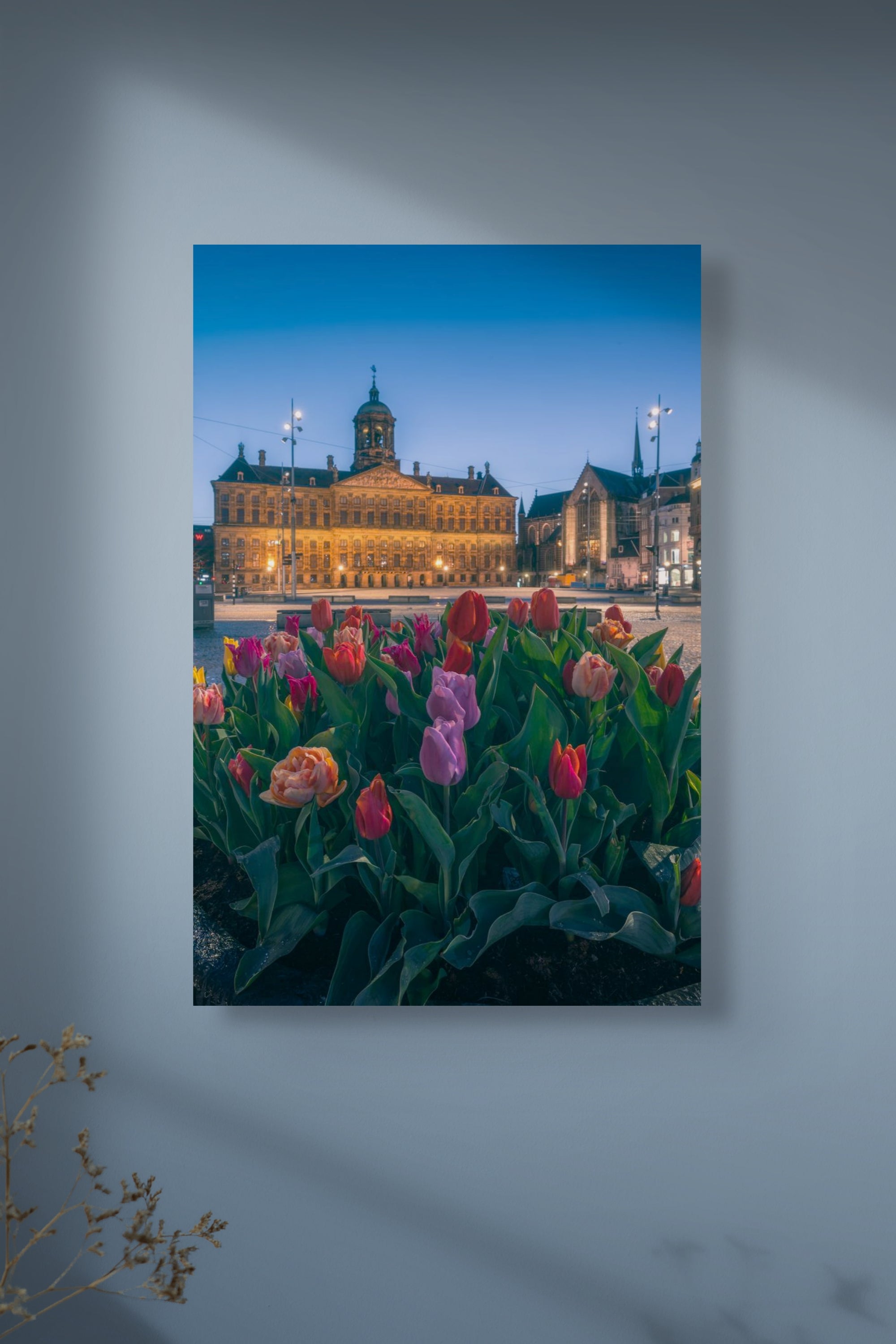 Tulips Square | Amsterdam