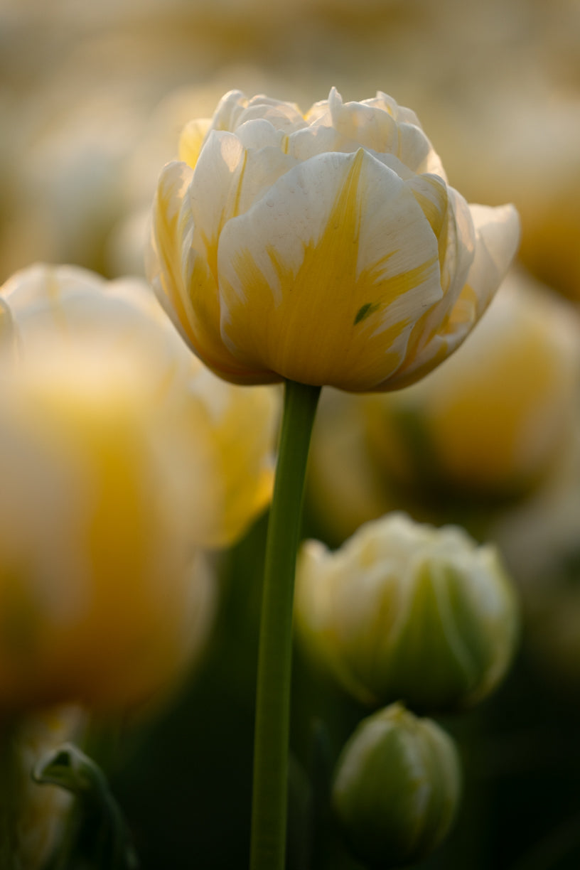 Etem Visuals - Yellow and White Tulip Elegance | Netherlands