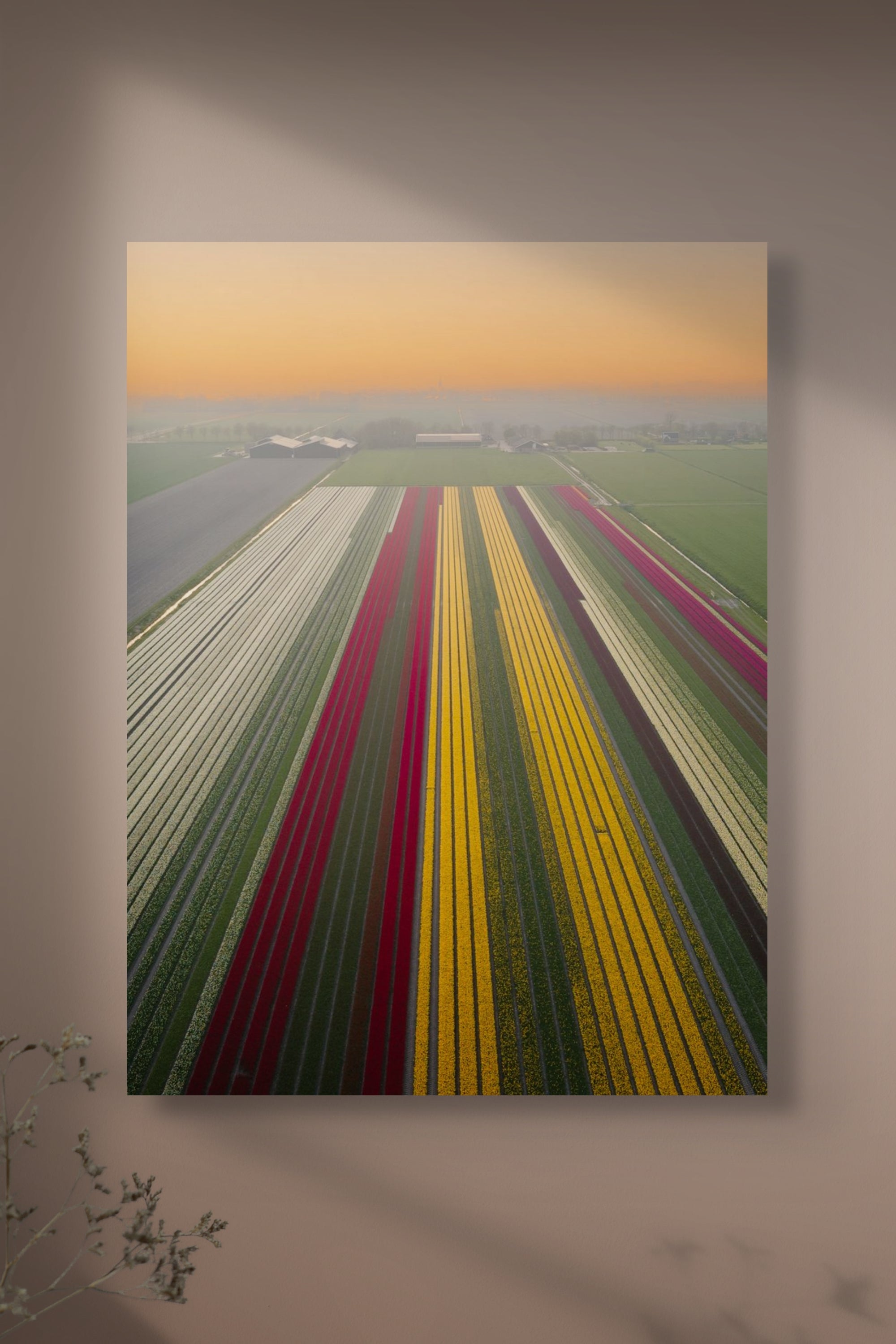 Tulip Mania | Netherlands