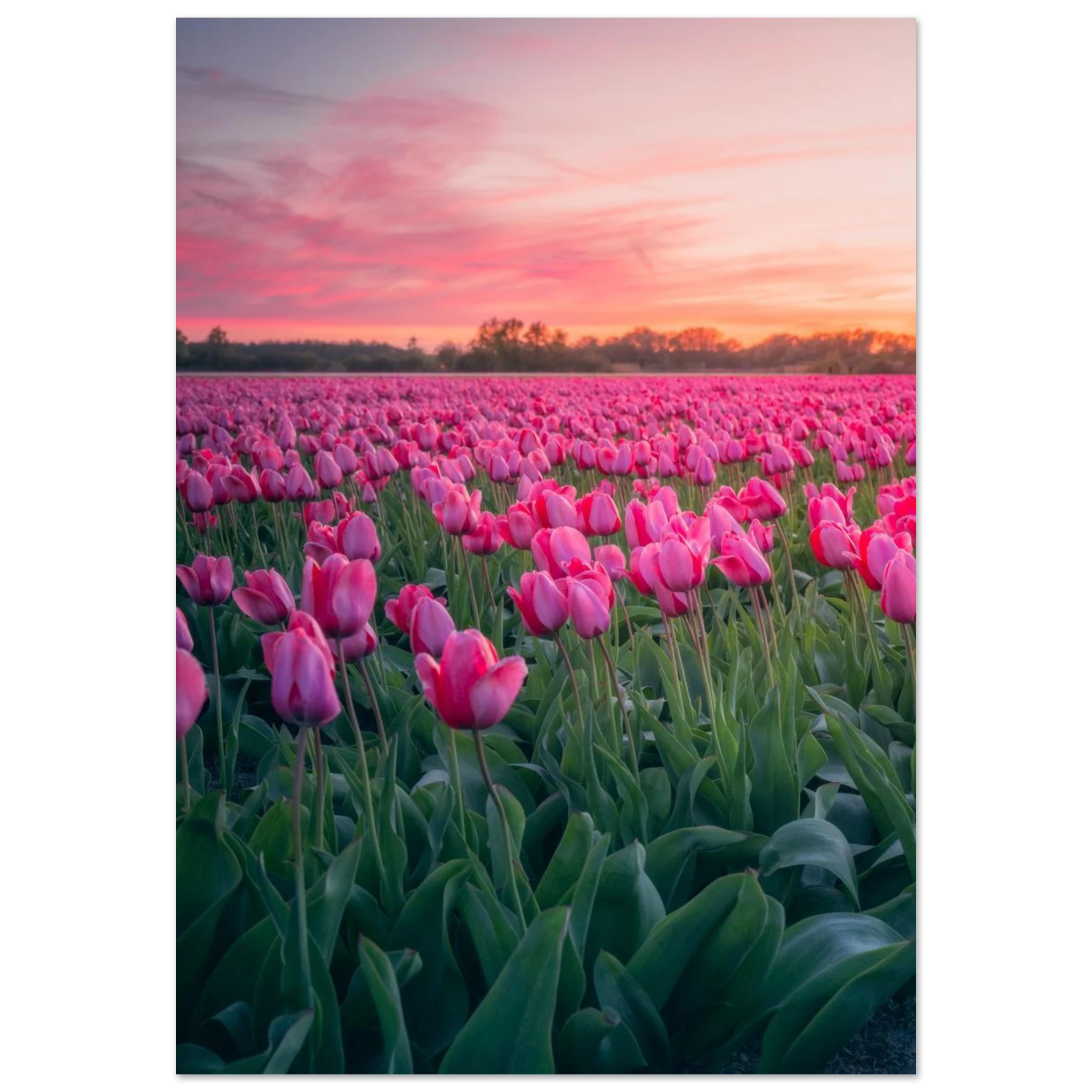 Etem Visuals -Endless Pink Tulips | Netherlands