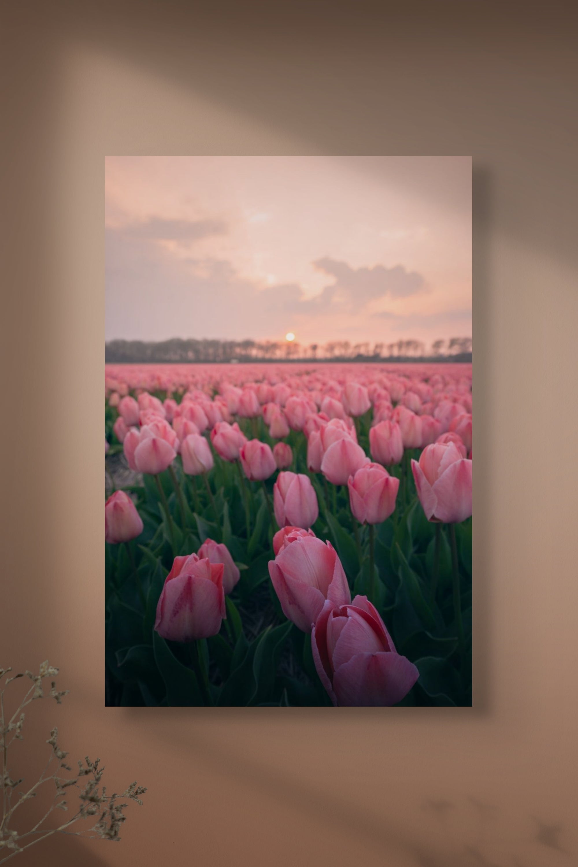 Pink Dreams | Netherlands