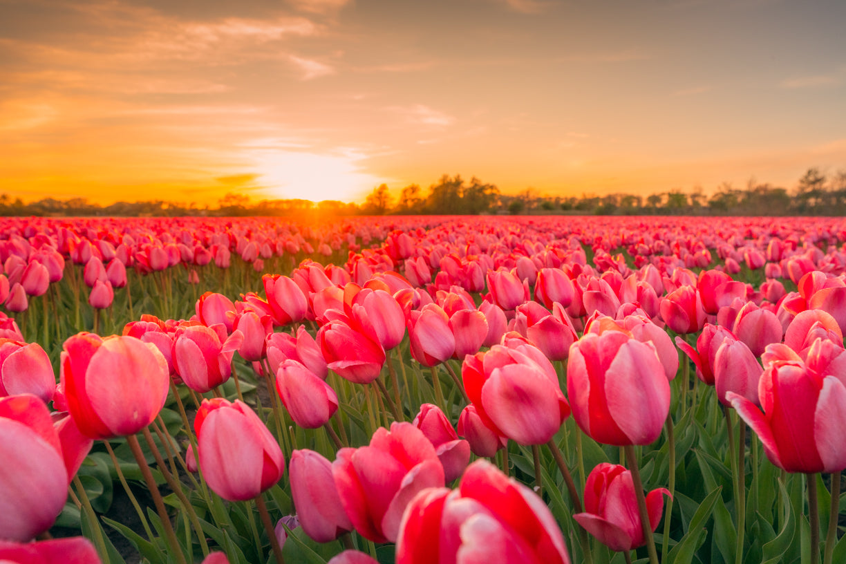 Etem Visuals - Dreamy Pink Tulips - 2025 | Netherlands